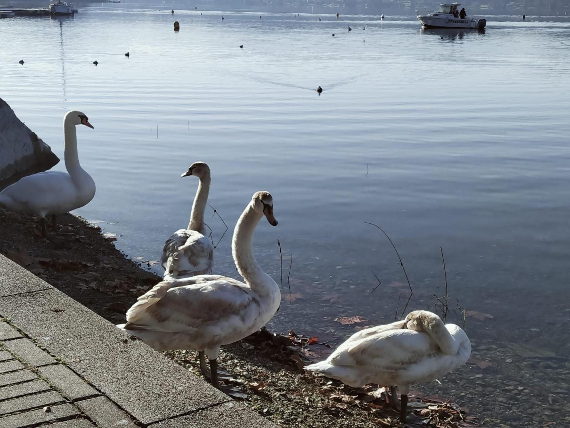 La Casetta Sul Lago 维韦罗内 外观 照片